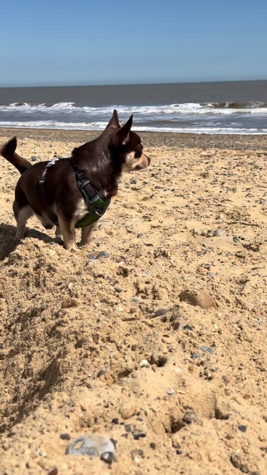 Post 8 by Wellington Chihuahua 🦔 on TikTok (video)