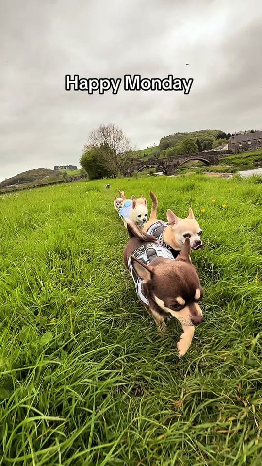 Post 4 by Wellington Chihuahua 🦔 on TikTok (video)