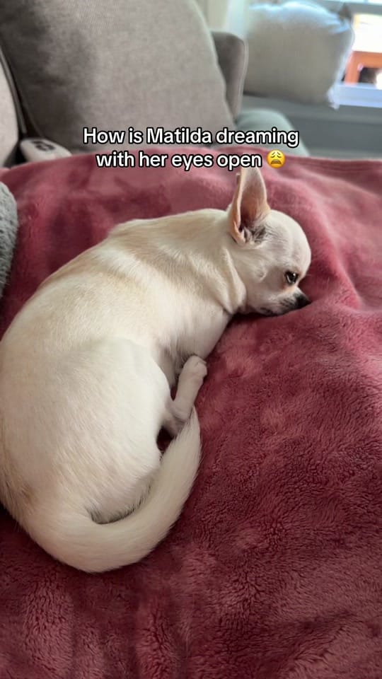 Post 1 by 🐶 Trainer | Juliana & Matilda on TikTok (video)