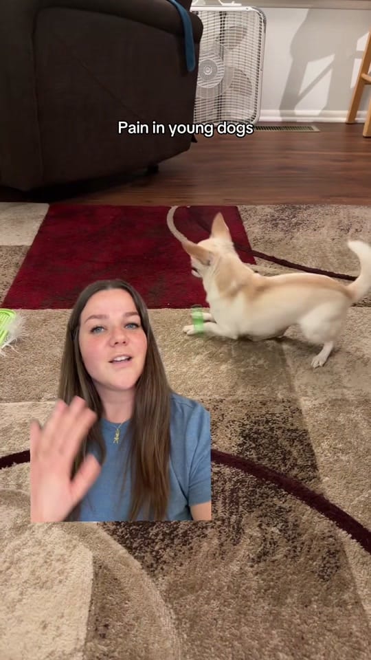 Post 2 by 🐶 Trainer | Juliana & Matilda on TikTok (video)