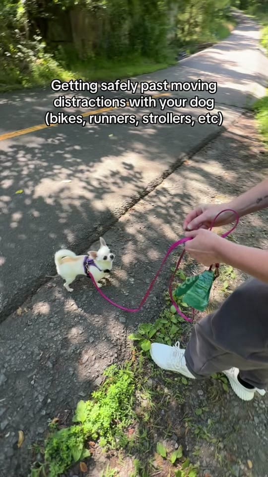 Post 4 by 🐶 Trainer | Juliana & Matilda on TikTok (video)