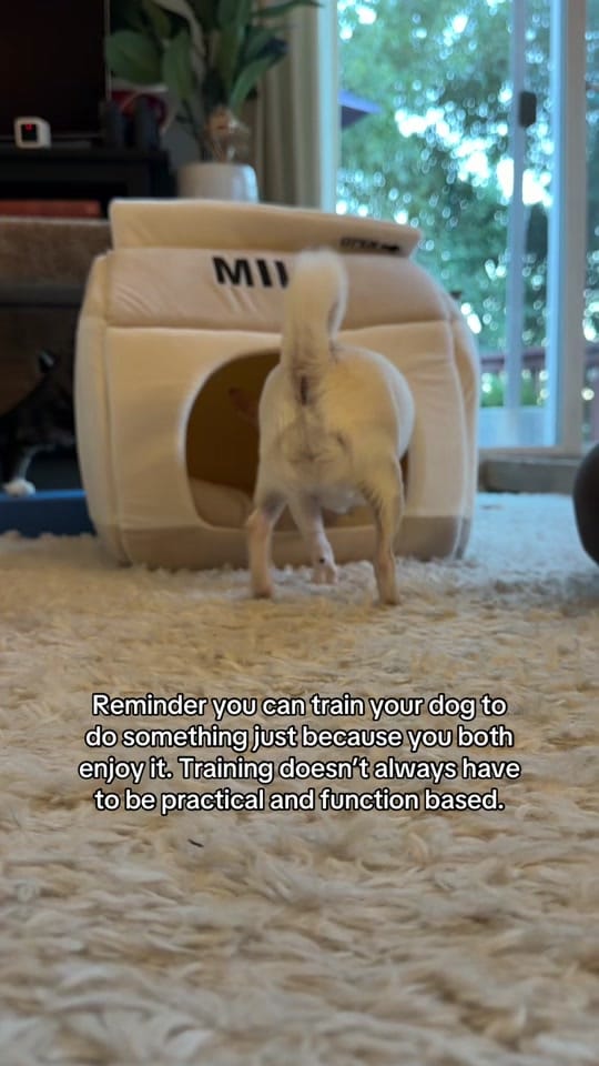 Post 5 by 🐶 Trainer | Juliana & Matilda on TikTok (video)