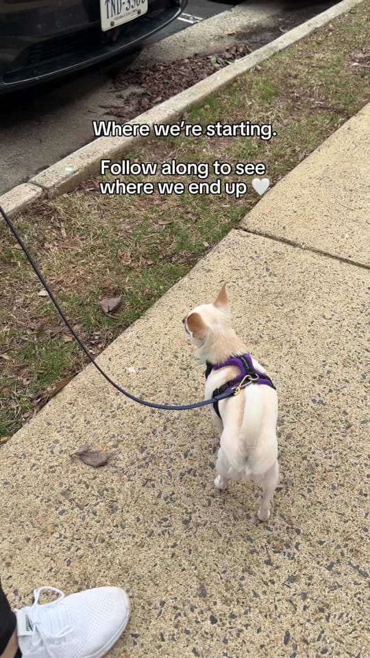 Post 8 by 🐶 Trainer | Juliana & Matilda on TikTok (video)