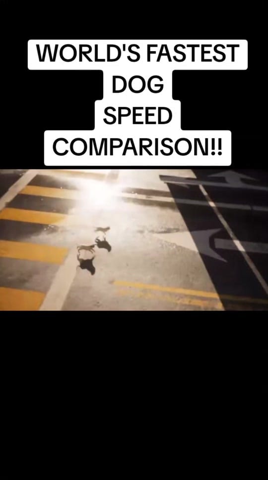 Post 8 by nichecomparisons11 on TikTok (video)