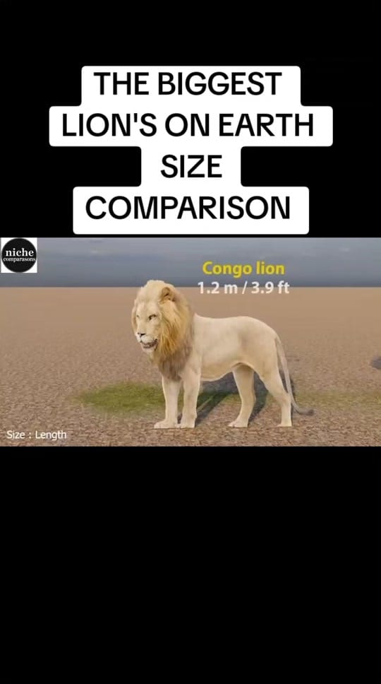 Post 9 by nichecomparisons11 on TikTok (video)