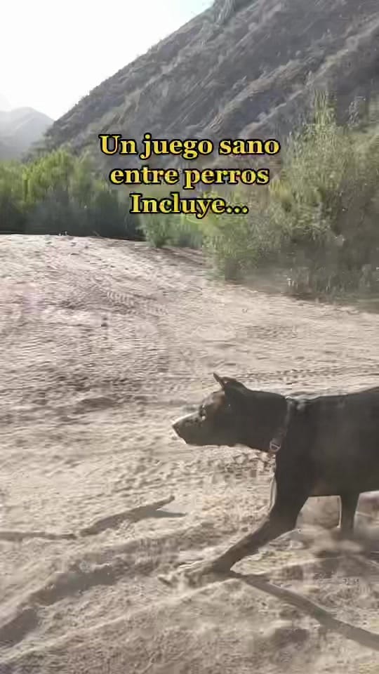Post 9 by SanPerromx on TikTok (video)
