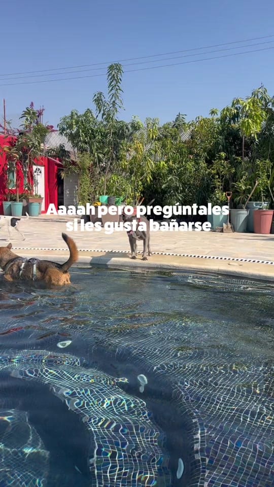 Post 4 by SanPerromx on TikTok (video)