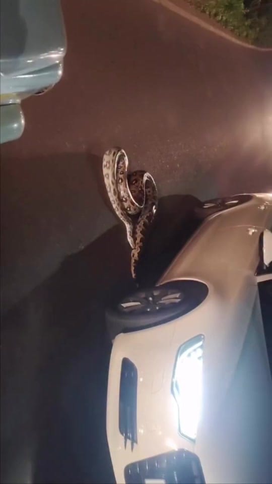Post 4 by Mundo Salvaje on TikTok (video)