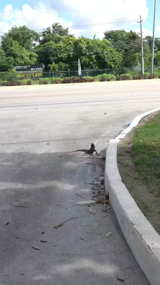 Post 9 by Mundo Salvaje on TikTok (video)