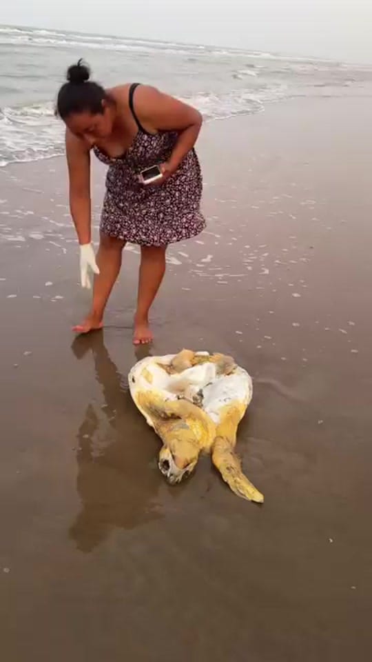 Post 1 by Mundo Salvaje on TikTok (video)