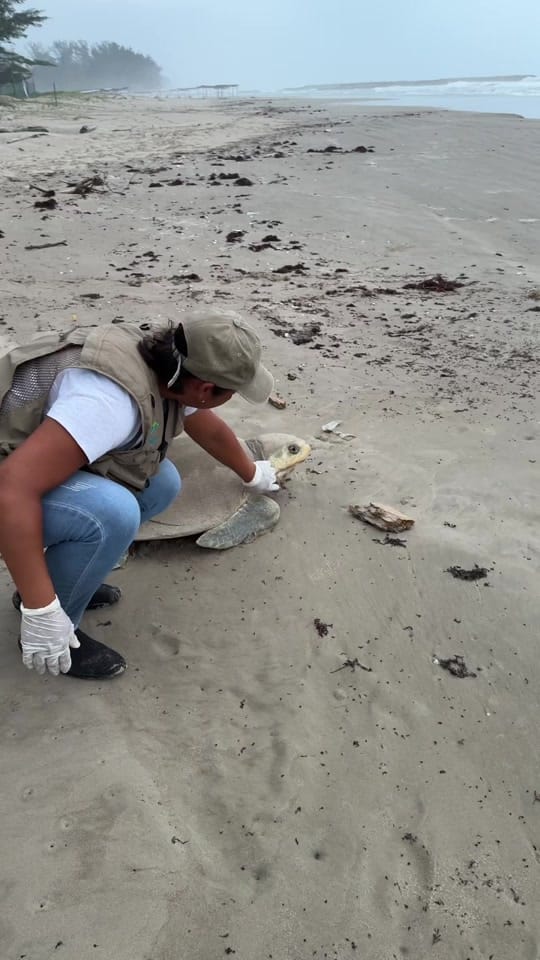 Post 7 by Mundo Salvaje on TikTok (video)