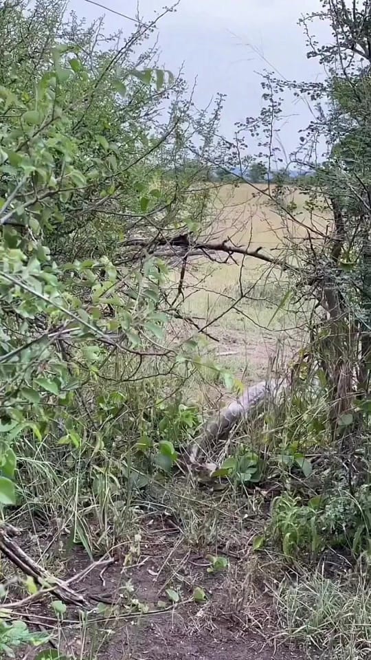 Post 6 by Mundo Salvaje on TikTok (video)