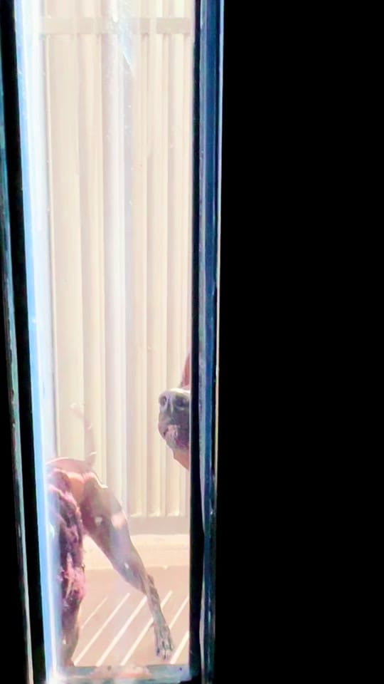 Post 4 by 3Xolitos on TikTok (video)