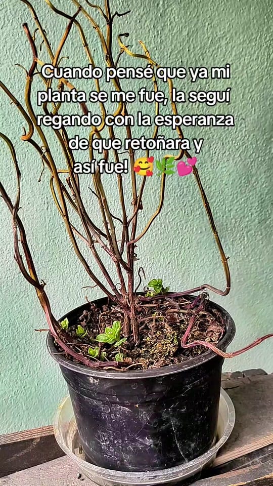 Post 5 by Xochitl Anahi on TikTok (video)