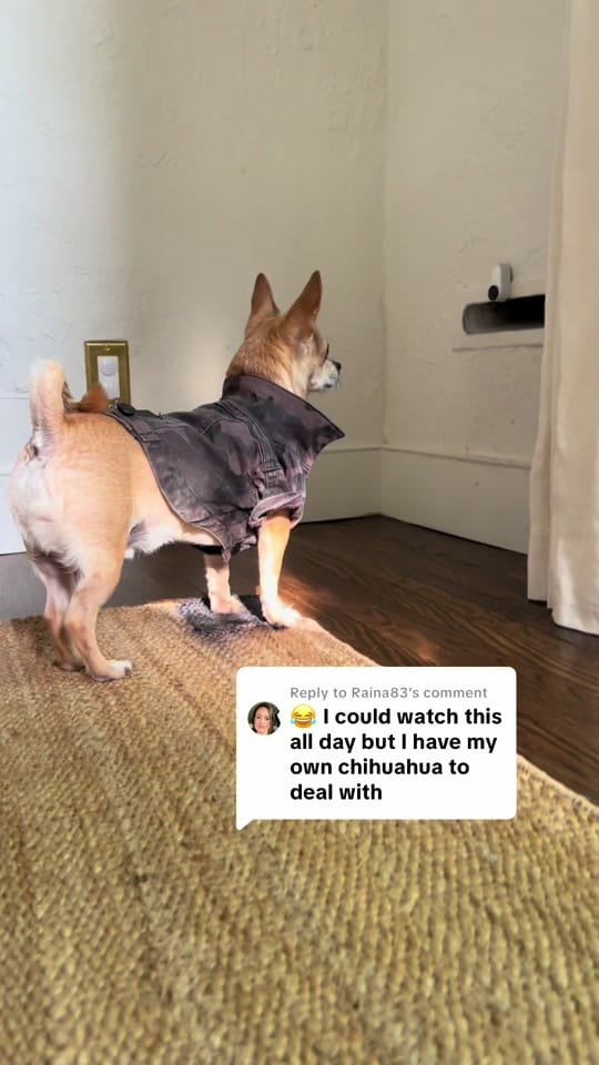 Post 8 by ShopCatLoafClub on TikTok (video)