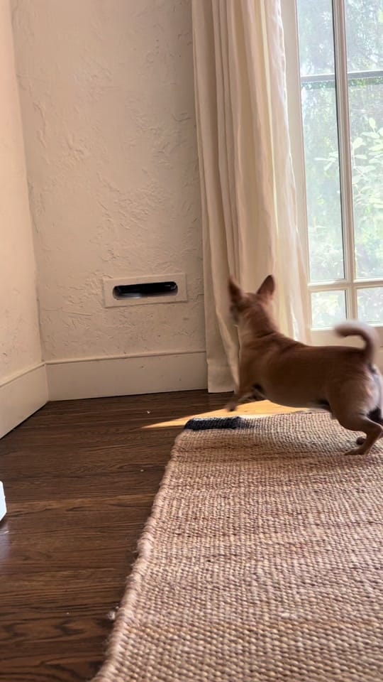 Post 9 by ShopCatLoafClub on TikTok (video)