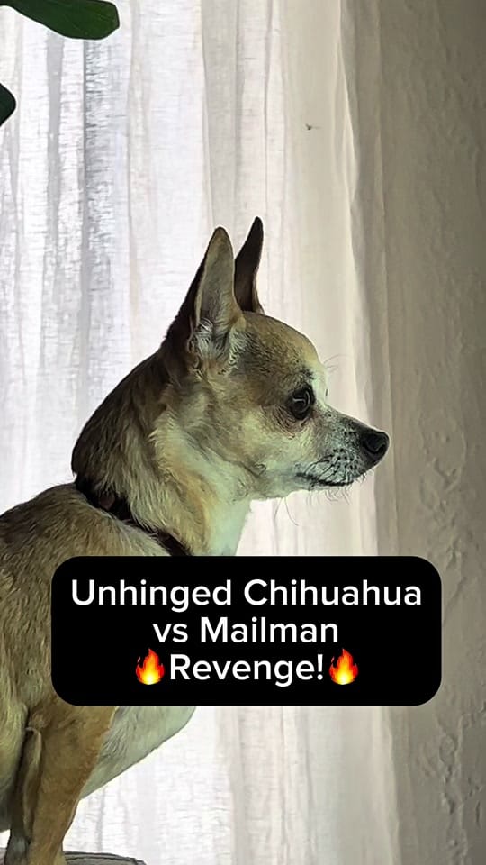 Post 7 by ShopCatLoafClub on TikTok (video)
