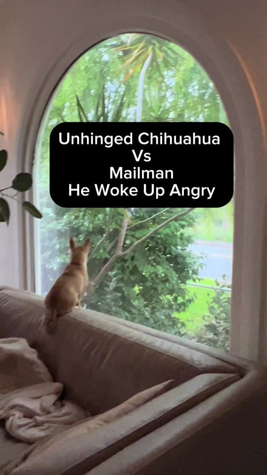 Post 6 by ShopCatLoafClub on TikTok (video)