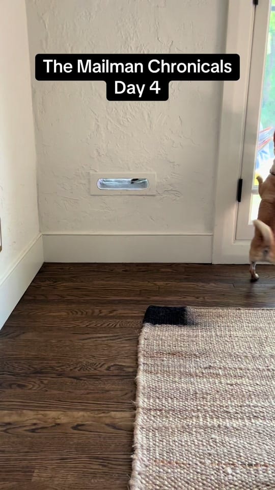 Post 10 by ShopCatLoafClub on TikTok (video)