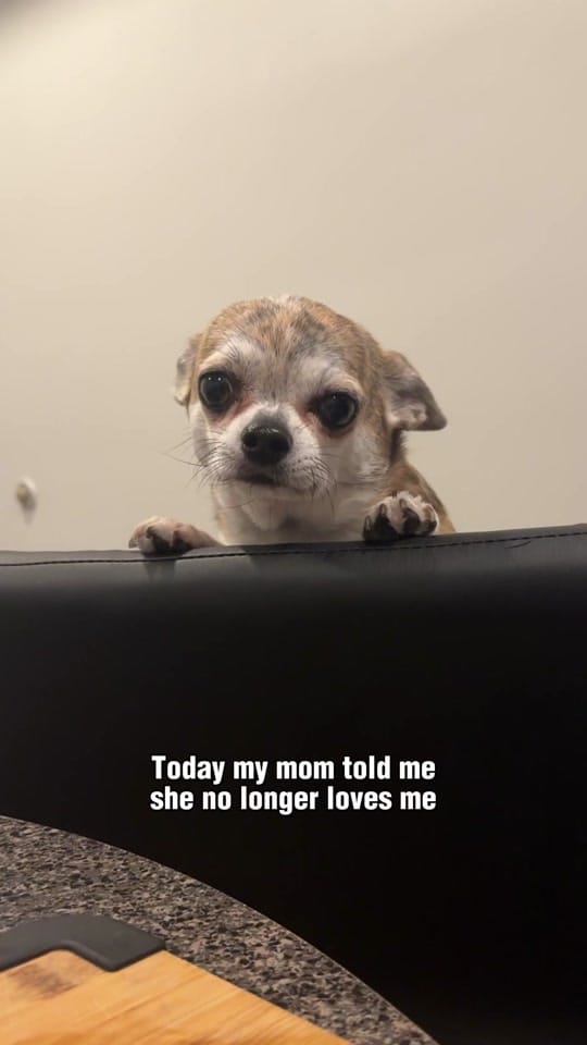 Post 8 by Cherokee Doggy on TikTok (video)