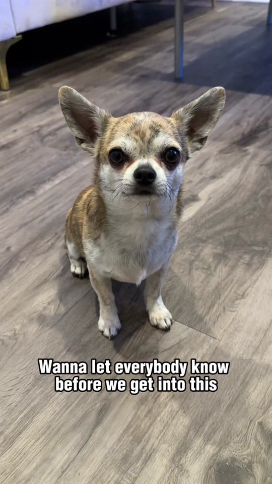 Post 3 by Cherokee Doggy on TikTok (video)