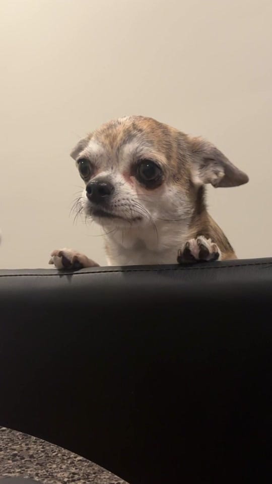 Post 6 by Cherokee Doggy on TikTok (video)