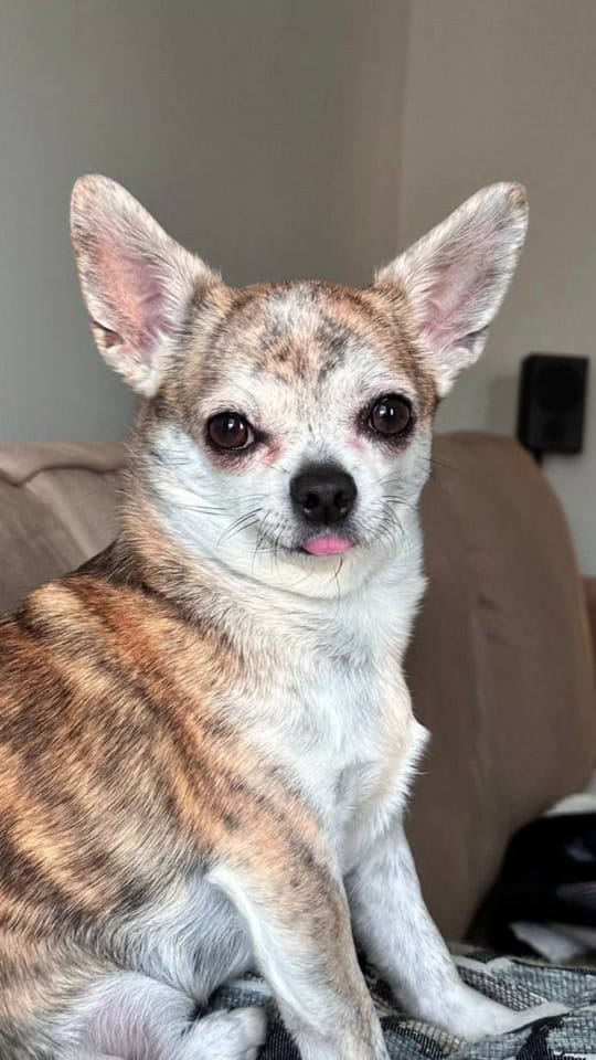 Post 7 by Cherokee Doggy on TikTok (video)