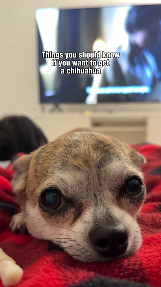 Post 10 by Cherokee Doggy on TikTok (video)
