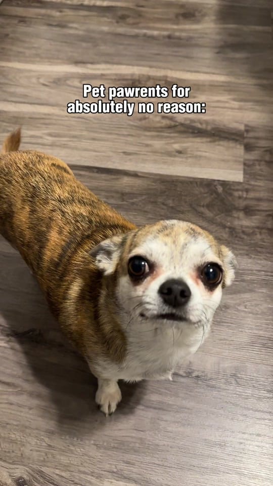 Post 9 by Cherokee Doggy on TikTok (video)