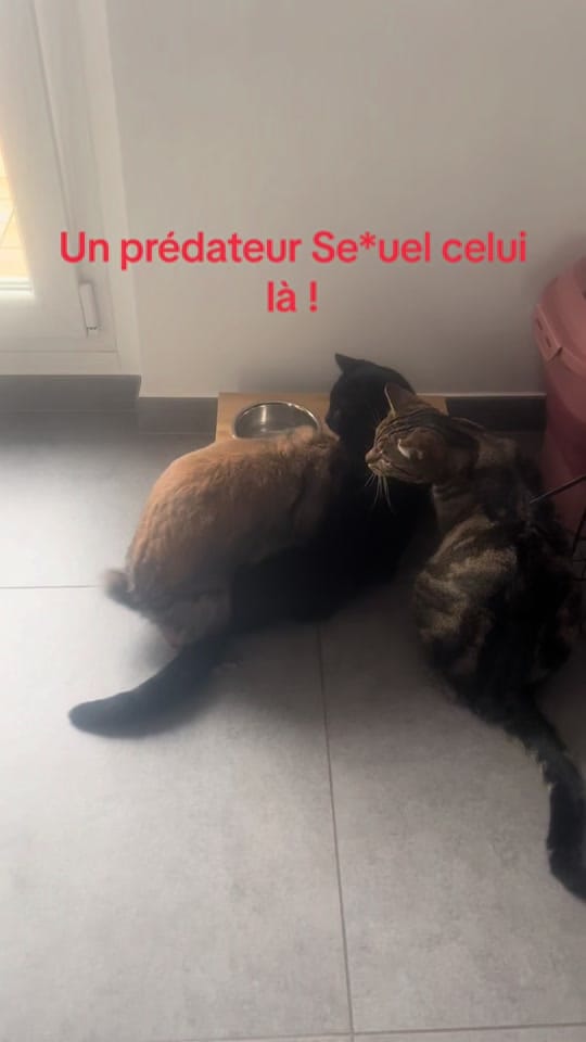 Post 6 by mh.stephanie on TikTok (video)