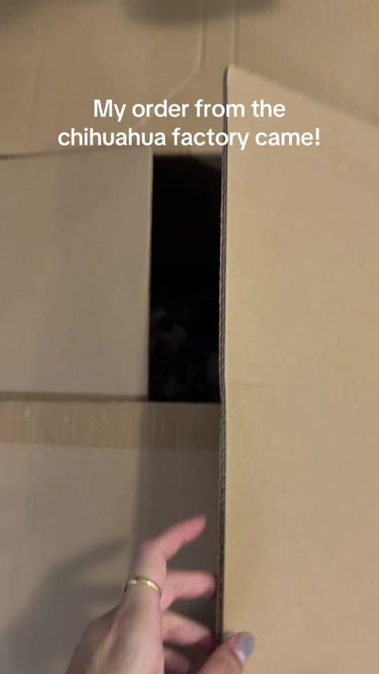 Post 1 by pudding chihuahua 🍮 on TikTok (video)