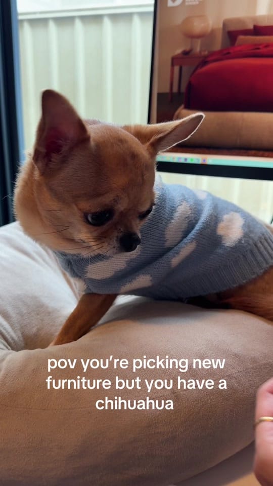 Post 3 by pudding chihuahua 🍮 on TikTok (video)
