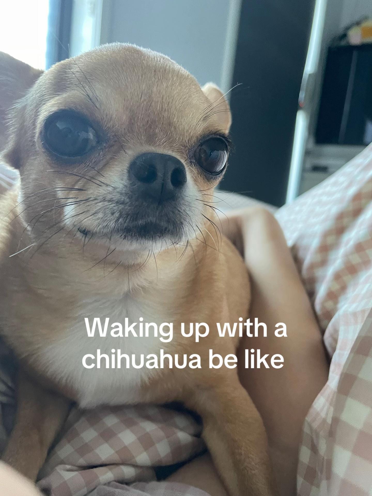 Post 8 by pudding chihuahua 🍮 on TikTok (video)