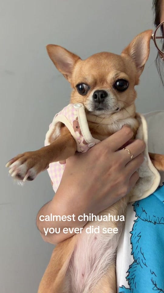 Post 7 by pudding chihuahua 🍮 on TikTok (video)