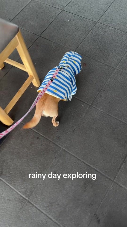 Post 6 by pudding chihuahua 🍮 on TikTok (video)
