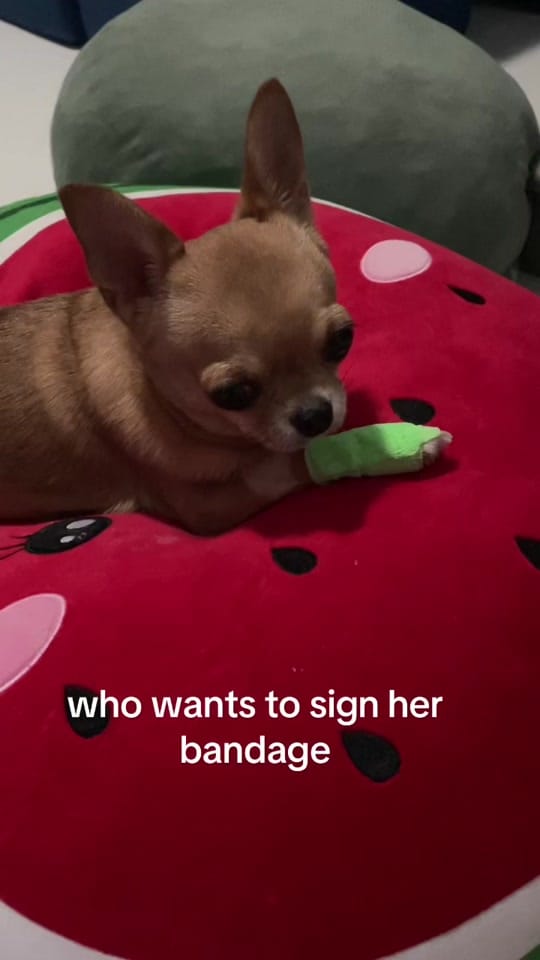 Post 9 by pudding chihuahua 🍮 on TikTok (video)