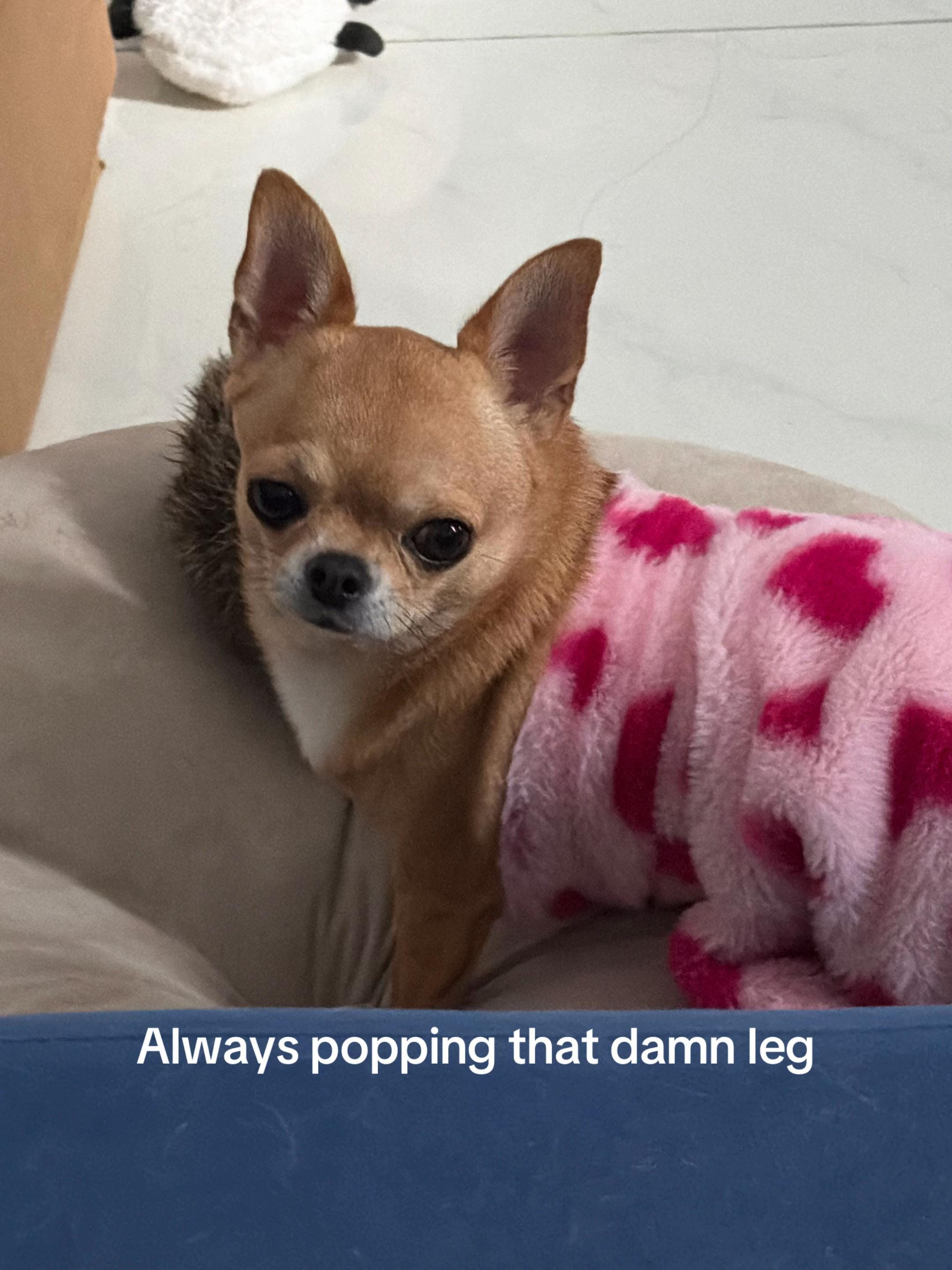 Post 2 by pudding chihuahua 🍮 on TikTok (video)