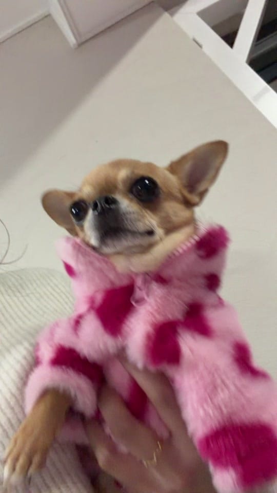 Post 4 by pudding chihuahua 🍮 on TikTok (video)