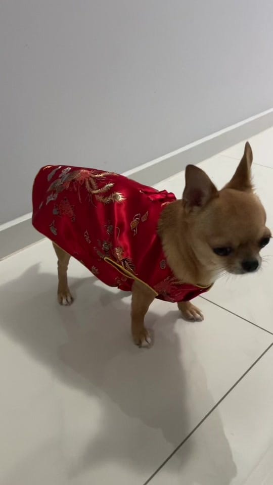 Post 10 by pudding chihuahua 🍮 on TikTok (video)