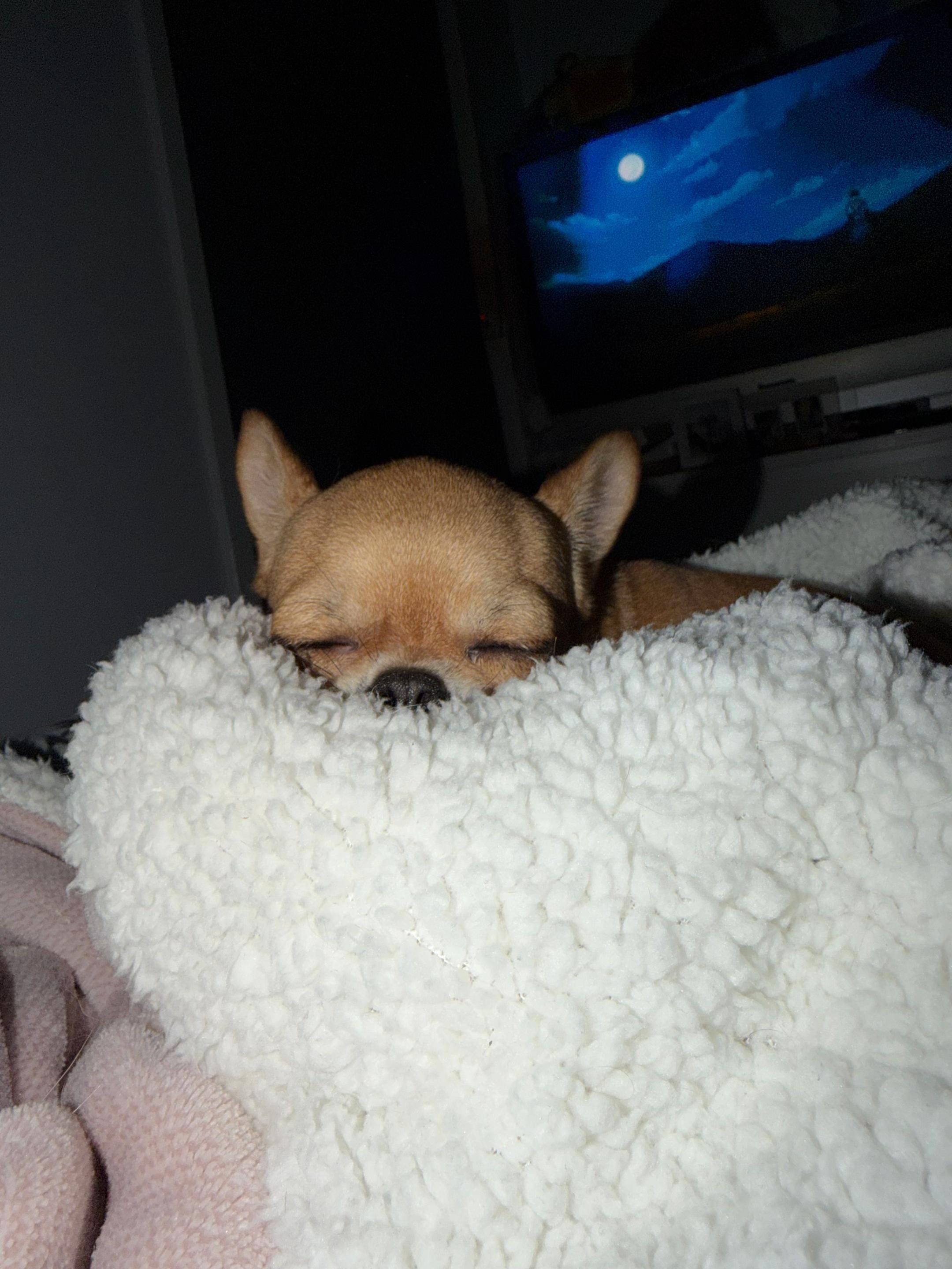 Post 5 by pudding chihuahua 🍮 on TikTok (video)