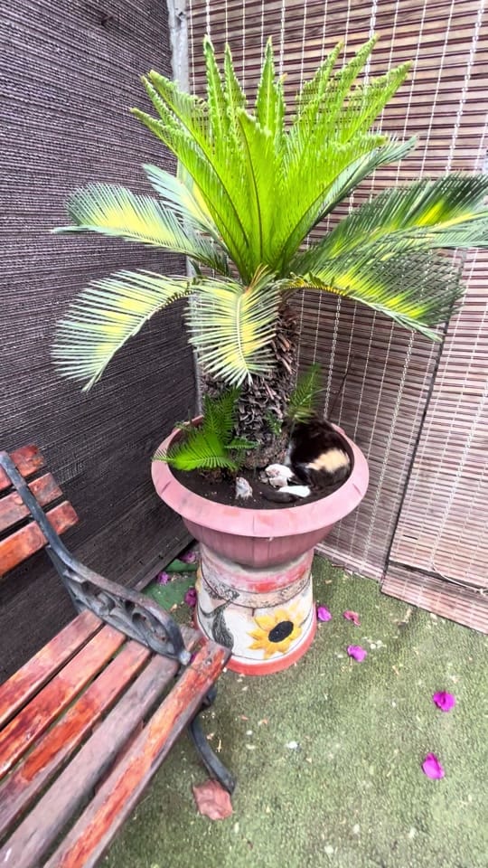 Post 9 by Luk@s🤪👽 on TikTok (video)