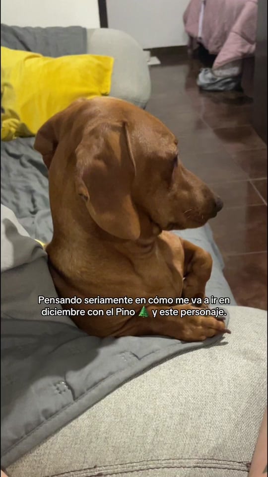 Post 9 by Meli Garcia on TikTok (video)