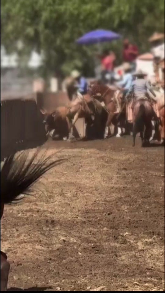 Post 6 by Charro_Fino on TikTok (video)