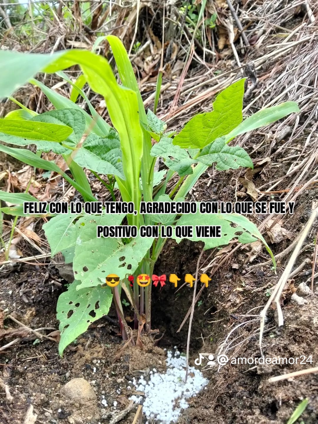 Post 2 by Menchito  Ramírez Hernandez on TikTok (video)