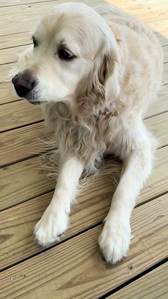 Post 4 by Along Came Polly Rosie Bubba on TikTok (video)