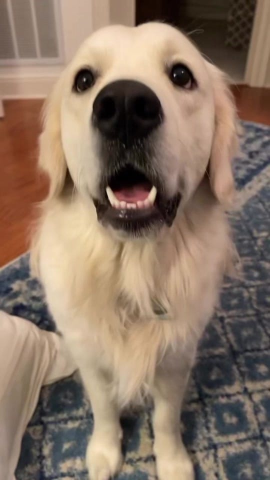 Post 9 by Along Came Polly Rosie Bubba on TikTok (video)