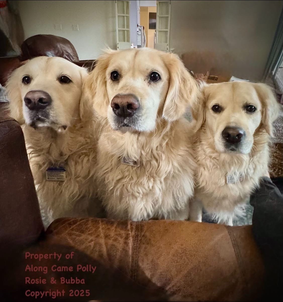 Post 2 by Along Came Polly Rosie Bubba on TikTok (video)