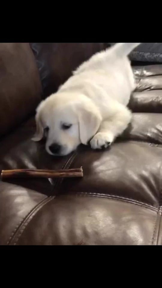 Post 8 by Along Came Polly Rosie Bubba on TikTok (video)