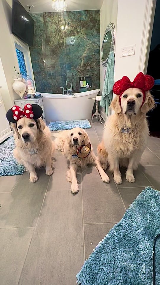 Post 7 by Along Came Polly Rosie Bubba on TikTok (video)