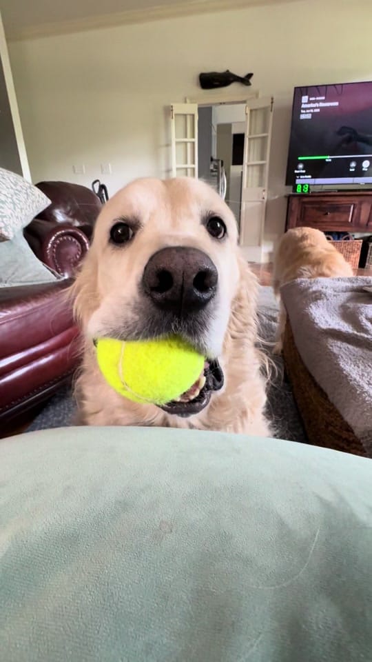 Post 5 by Along Came Polly Rosie Bubba on TikTok (video)